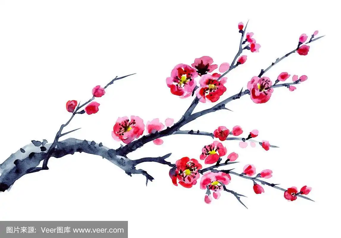 野梅花,水彩插画