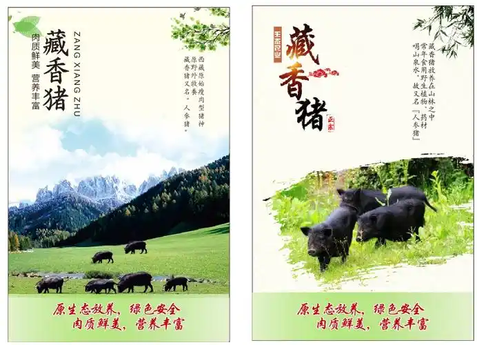 让朋友尝到放心香猪肉 写美篇诚信生态深山放养藏香猪养殖基地 微信