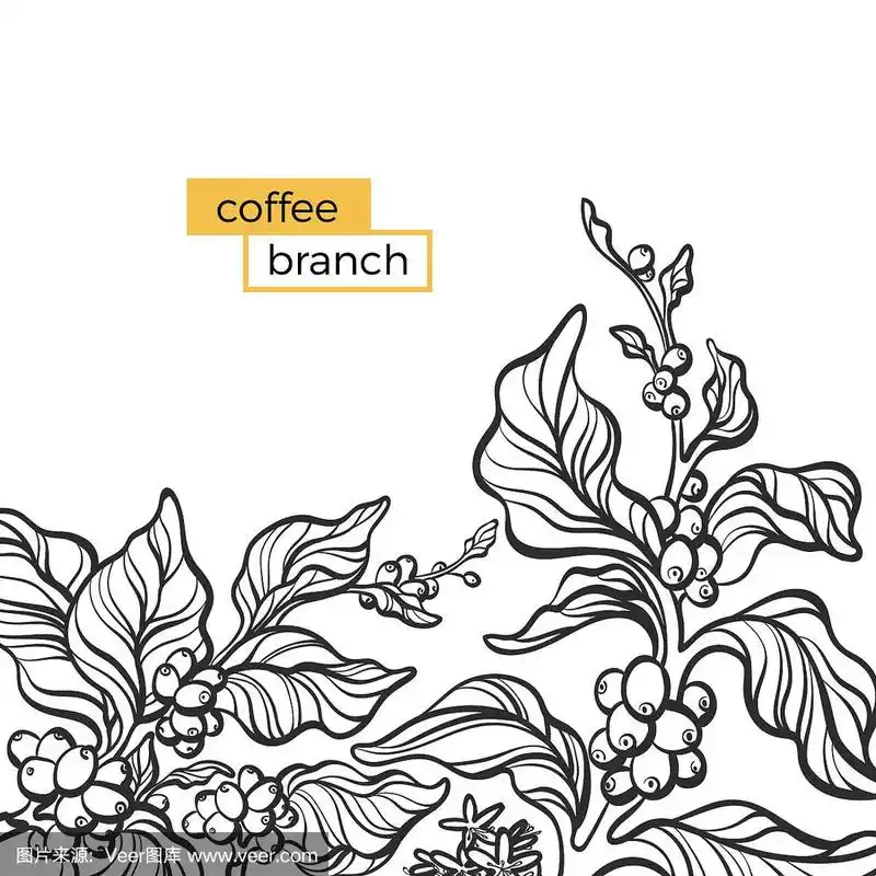 模板的黑色树枝的咖啡树与树叶和咖啡豆.矢量图