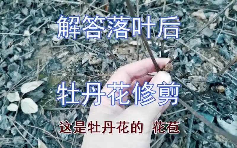 精彩解答关于落叶后牡丹花的修剪问题
