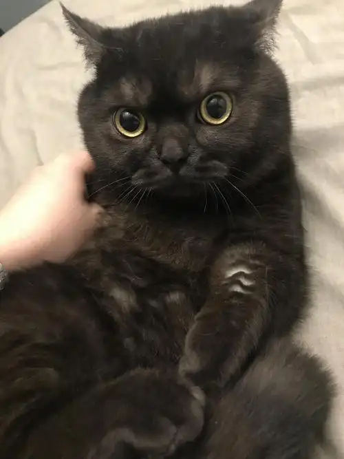 黑渐层矮脚公种猫有偿转让