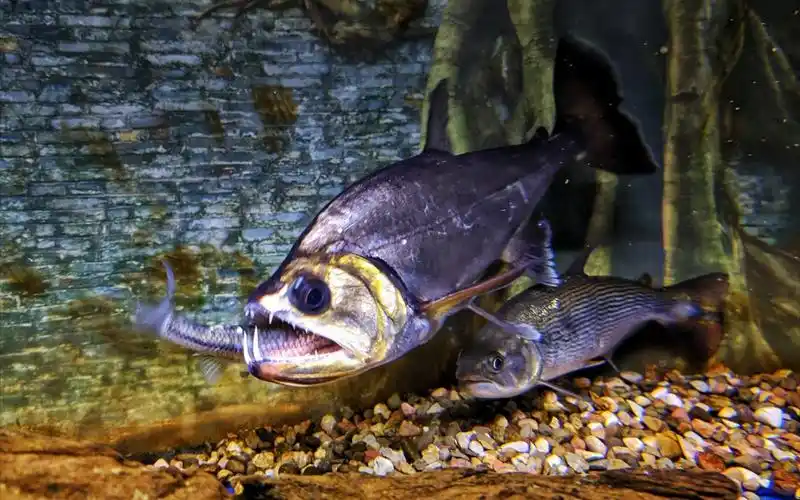 【巨暴鱼】28厘米亚成体,大暴牙一口一个小金鱼捕食瞬间抓拍