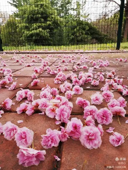 整瓣整瓣的樱花飘落下来,美得一塌糊涂