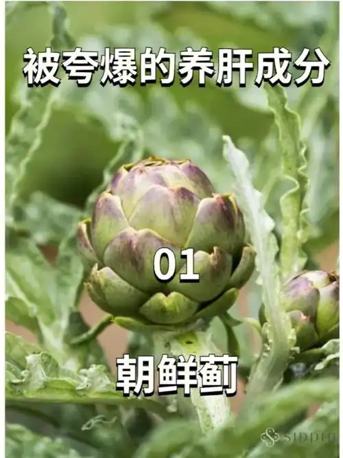 身边的人很少知道朝鲜蓟,又名洋蓟,法国百合,在法国,意大利菜系中常见