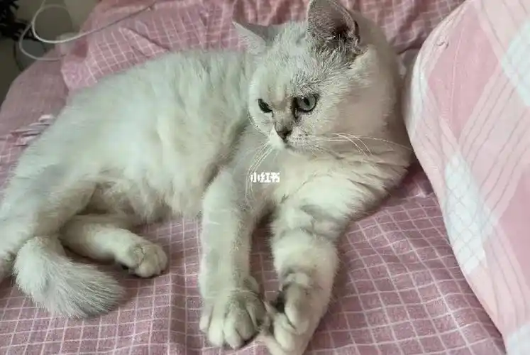 养不了了 金点英短高地都绝育领养02