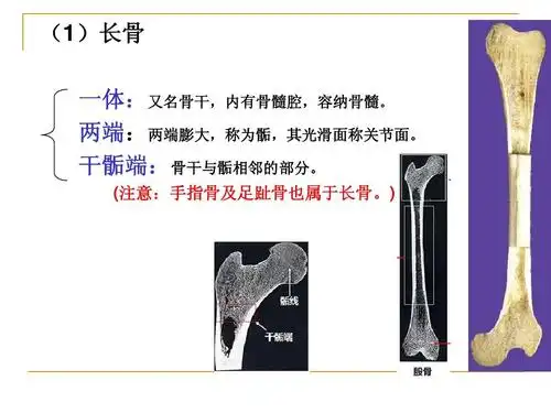 干骺端:骨干与骺相邻的部分.