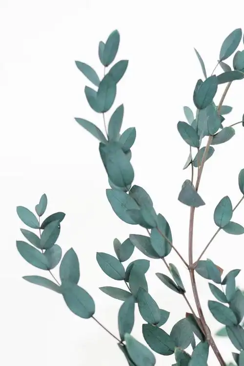新品细叶尤加利小尖叶北欧欧风ins拍照橱窗装饰干花