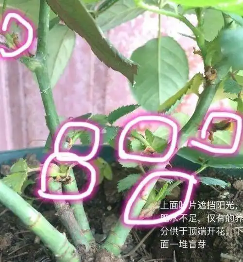 月季新生的芽点都是盲芽,拿起剪刀咔擦一剪,来年花开满枝头!
