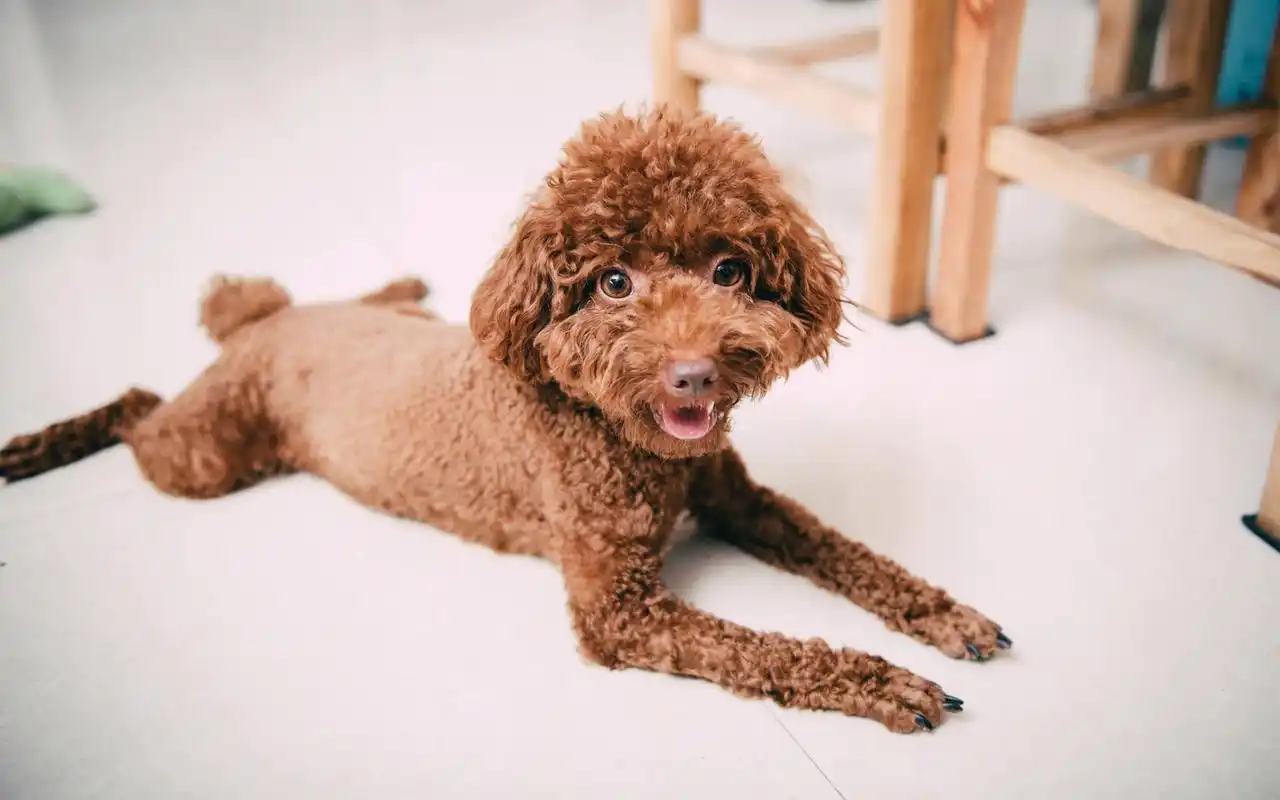 可爱呆萌萌宠泰迪犬高清图片桌面壁纸