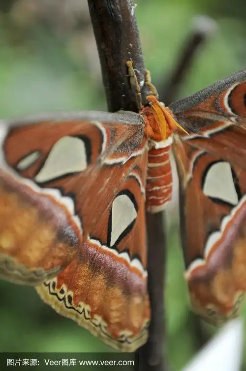 阿特拉斯,世界上最大的蝴蝶之一
