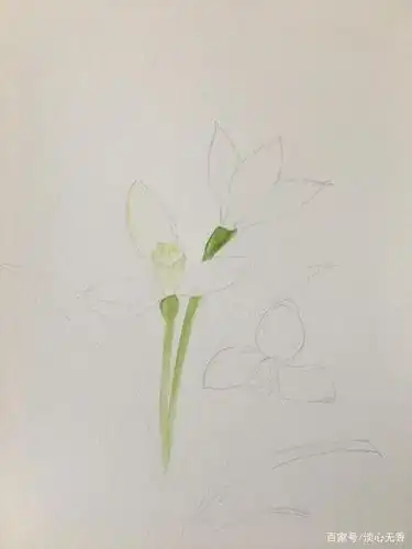 手绘简单又美丽的雪滴花