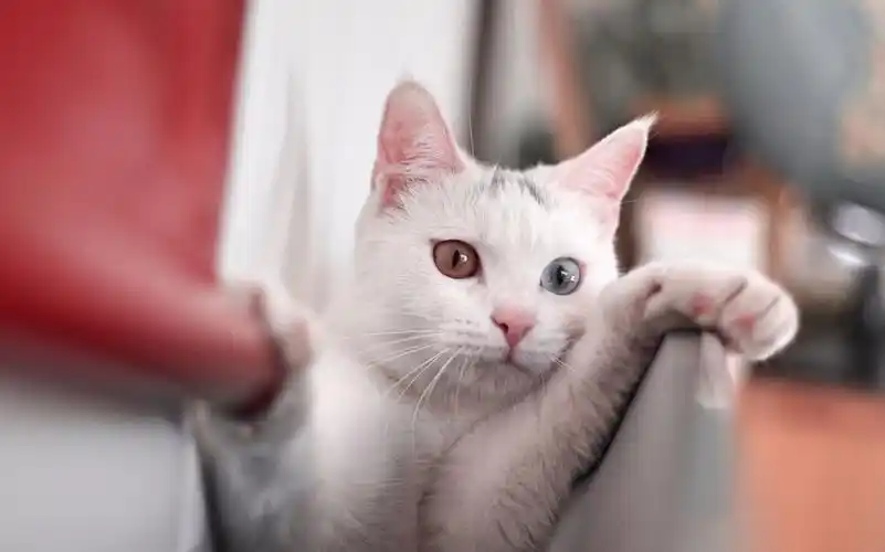 【异瞳小白猫-藤椒】当藤椒遇上藤椒面.触电的那种感觉?