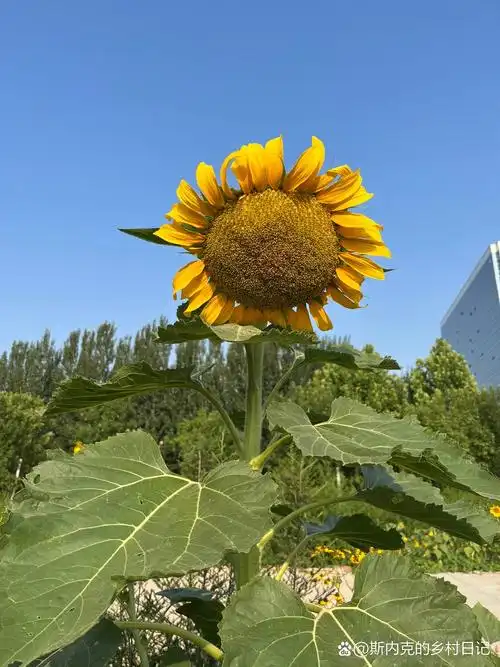 向日葵成熟啦 开花,结果,成熟#向日葵