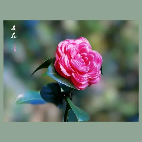 山茶花欣赏