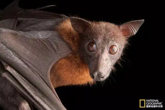 狗头蝙蝠(澳大利亚狗头蝙蝠)
