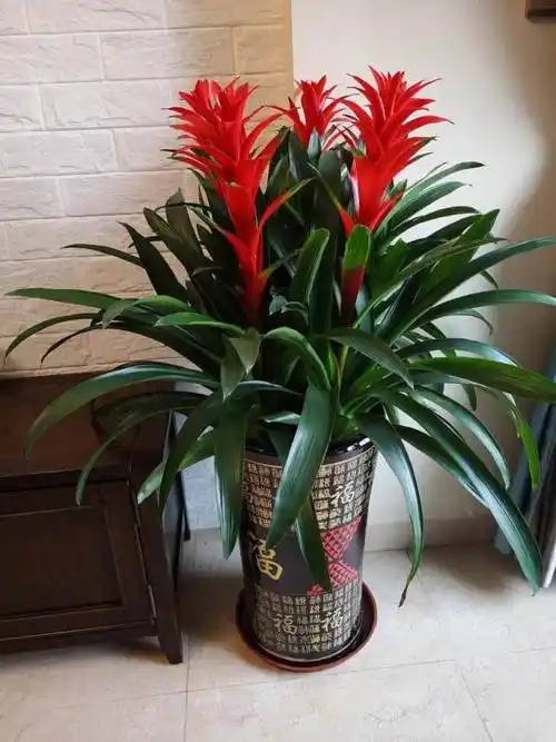 鸿运当头的养殖方法和注意事项 盆栽鸿运当头的养殖方法和注意事项