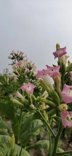 烟草花
