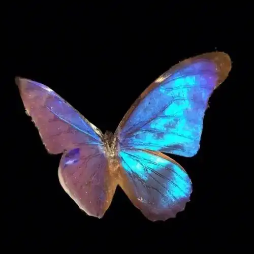 欢乐女神闪蝶morphodidius暗夜圣光