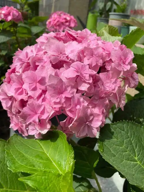 绣球之银河……美成女王,简直挪不开眼睛.