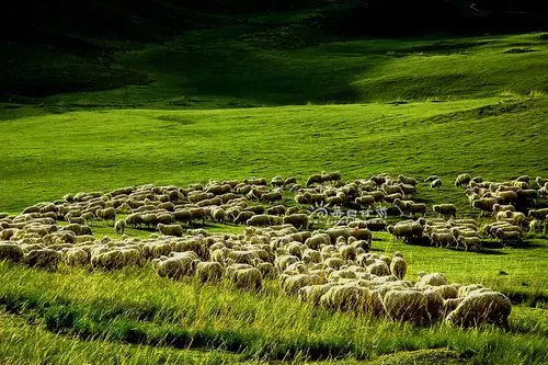 康乐草原高山细毛羊