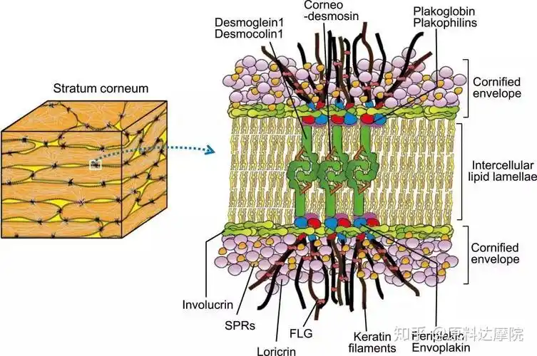 图3. 角质化的包膜和角质细胞间桥粒的结构.