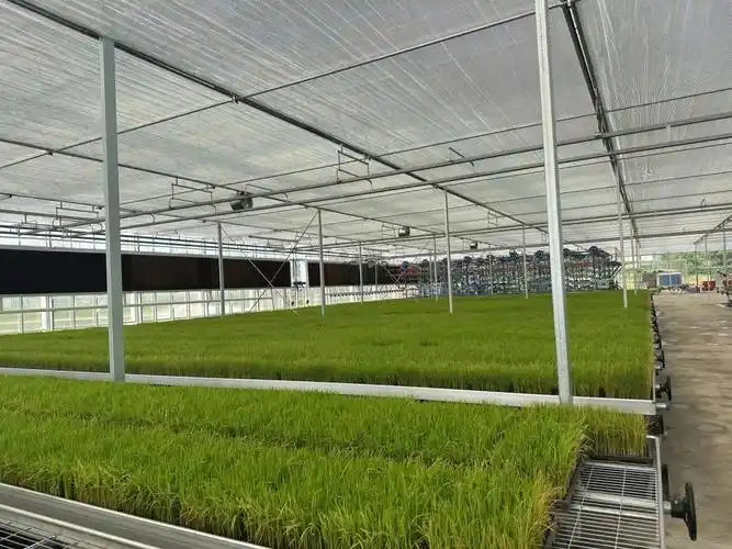 大安区:总产值超60亿 创建"国字号"现代农业产业园有何妙招?