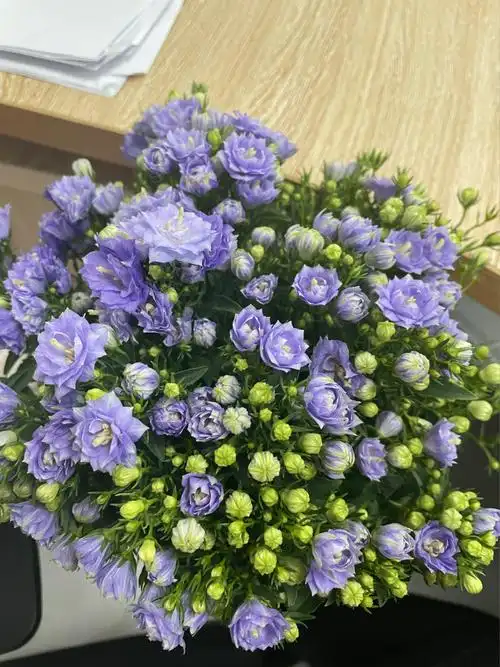 丹麦重瓣风铃草