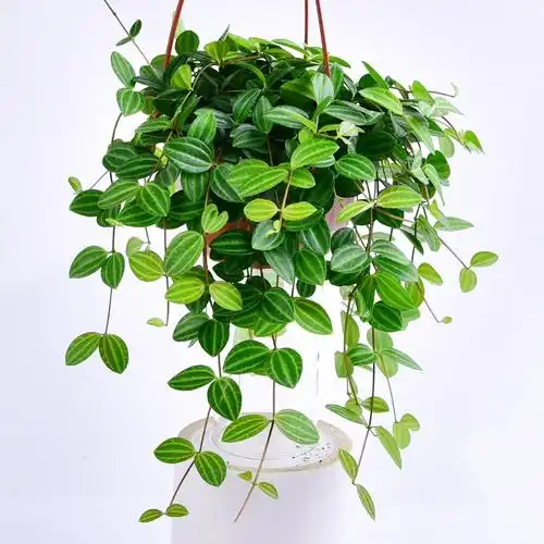 植物四季常绿钻石翡翠吊兰盆栽水培绿植垂吊绿植