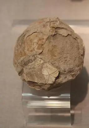 旧石器时代鸵鸟化石