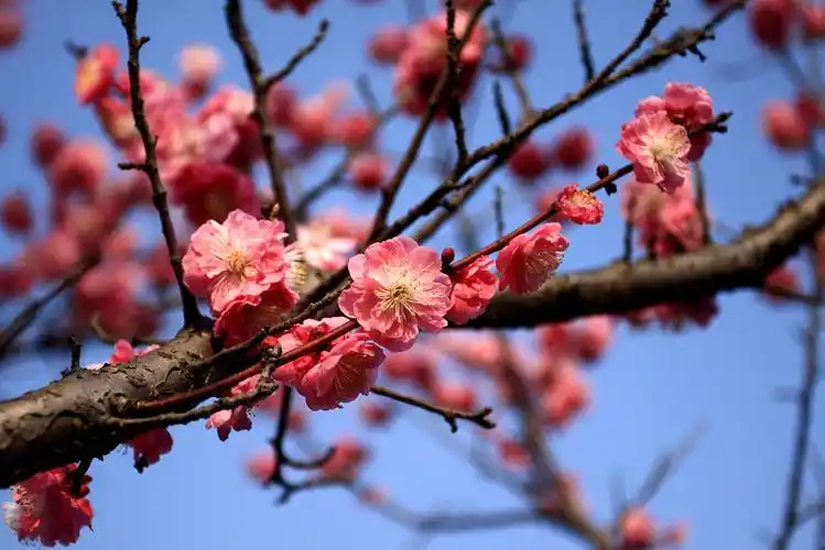 标题:一年一度梅花开(南京梅花山)