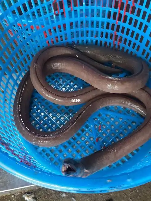 东山岛海鲜野生土龙