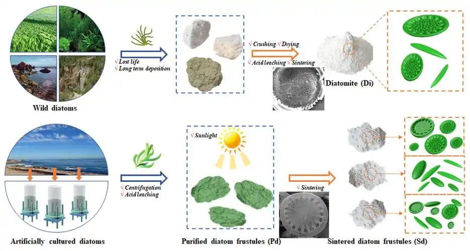 较多的硅藻基材料硅藻土(di)是一种不需要进行任何改性的天然多孔材料