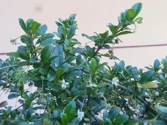 福建茶树,树花玉质