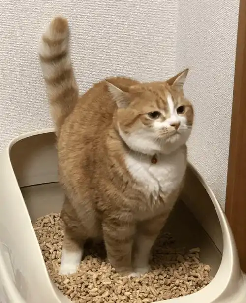 30位铲屎官冒屎偷拍猫上厕所一只拉得比一只精彩网友过于变态