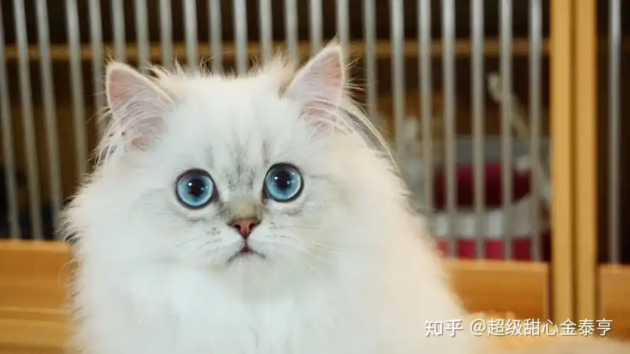 看看我家崽崽 英长银点怎么样 - 知乎