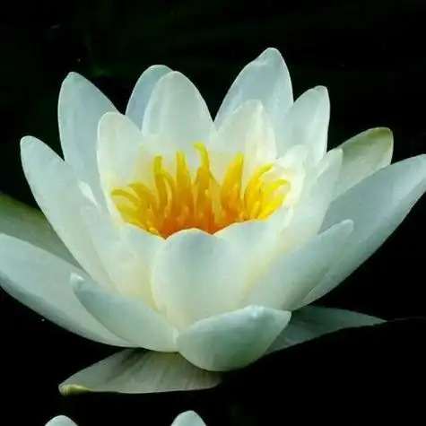 一朵白莲头像图片