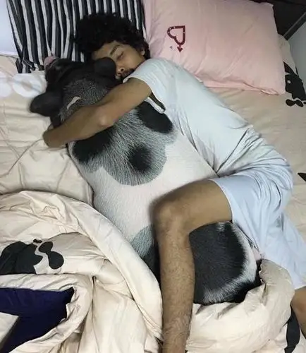 泰国男子把母猪当女朋友来养.天天抱着睡.