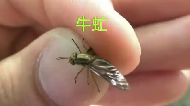 隐藏在你身边的六种吸血动物,你都知道有哪些吗?你被哪些叮咬过