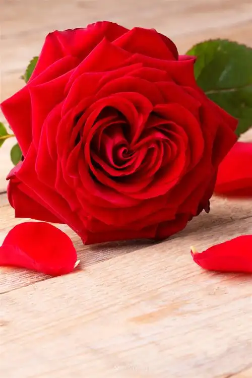 一只红色玫瑰鲜花图片