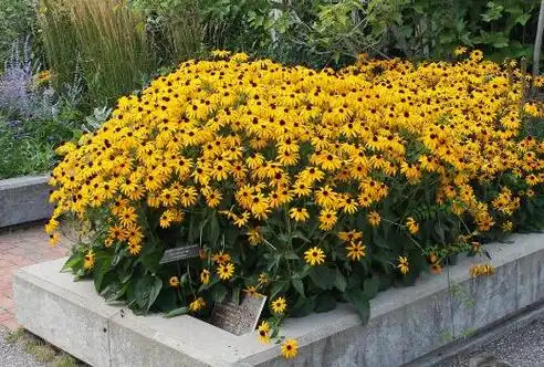 金光菊的功效与作用及药用价值