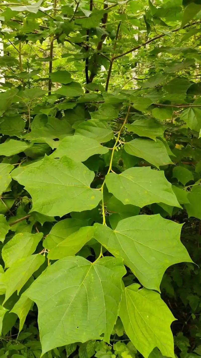 八角枫(八角枫科八角枫属植物)