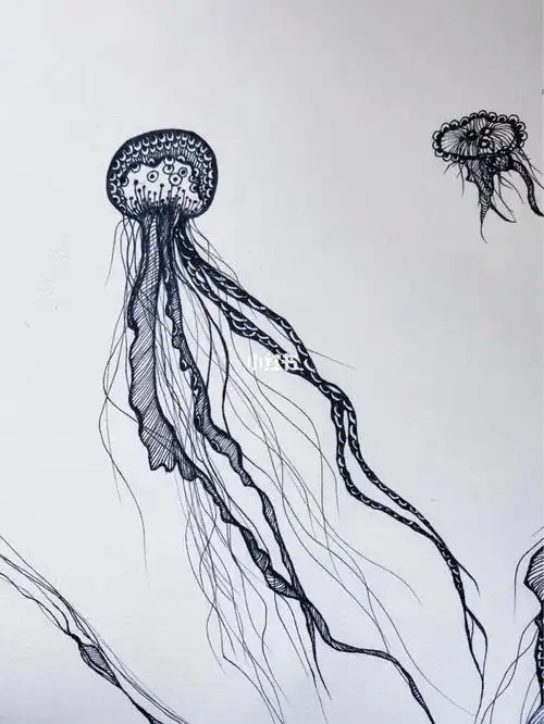 针管笔水母_水母_针管笔_文化娱乐_绘画