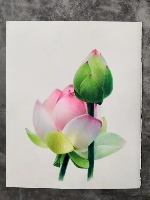 荷花两组|纯艺术|绘画|马行画彩铅_原创作品-站酷zcool