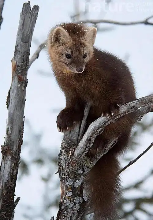 国家一级保护动物紫貂现身长白山毛茸茸的很警惕真是相当可爱