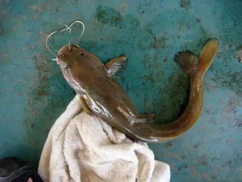 当地人称为"石扁头"的野生鱼, 头扁圆, 能空中跃飞