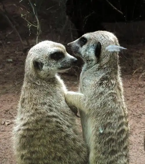 澳大利亚野生动物