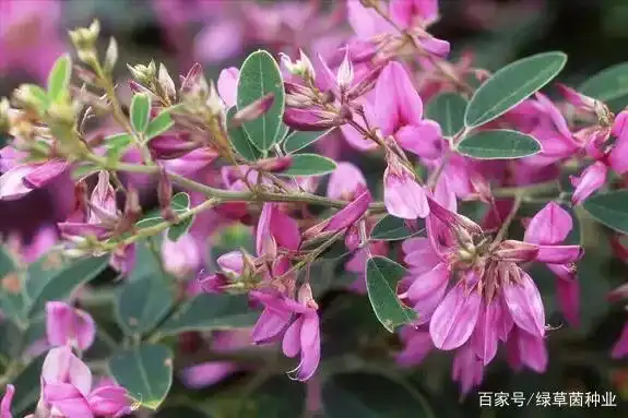 二色胡枝子护坡效果好,茎叶蛋白高,还是优良饲草,种植技术介绍
