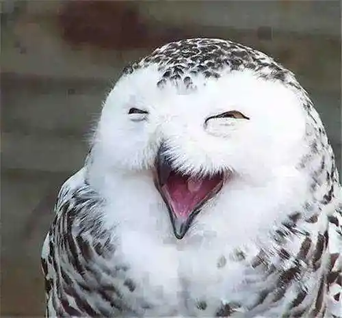 生活很美好,一起笑一笑