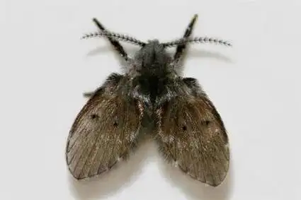 蛾蠓的幼虫对人有害吗(蛾蚋对人有伤害吗)