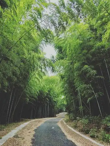 竹林掩映小路通向幽深处